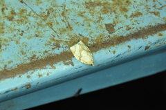 Adoxophyes negundana