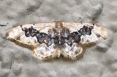 Idaea gemmata