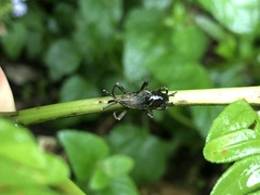 Cryptoderma formosense