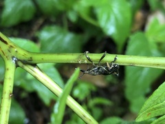 Cryptoderma formosense