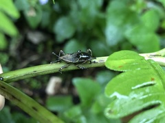 Cryptoderma formosense