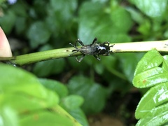 Cryptoderma formosense