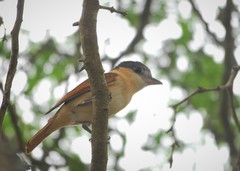 Pachyramphus aglaiae gravis