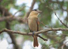 Pachyramphus aglaiae gravis