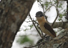 Pachyramphus aglaiae gravis