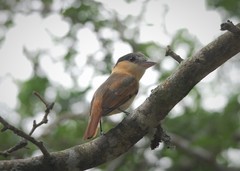 Pachyramphus aglaiae gravis