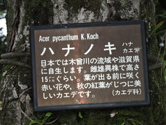 Acer pycnanthum