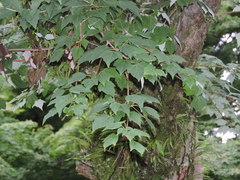 Acer pycnanthum