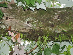 Acer pycnanthum