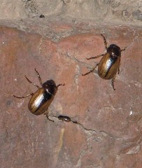 Leucothyreus marginaticollis