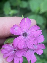 Microbotryum silenes-dioicae