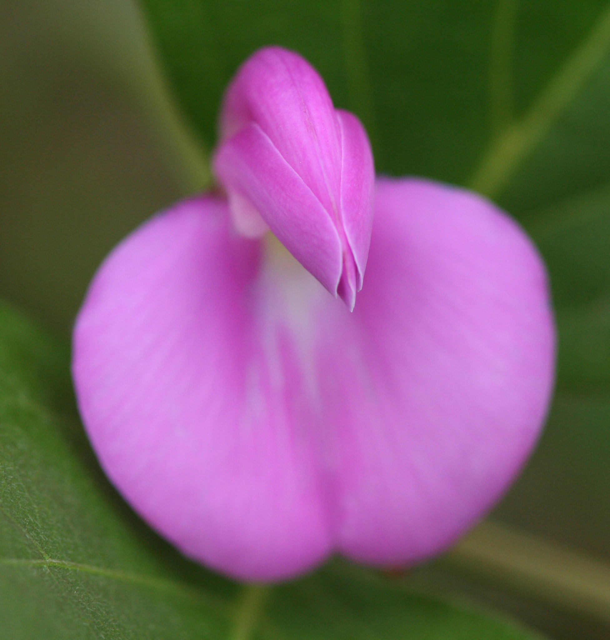 Canavalia