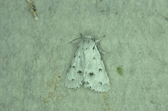 Acronicta vulpina