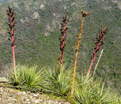 Puya coerulea