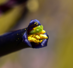 Puya coerulea