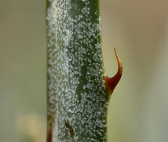 Puya coerulea