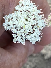 Perideridia parishii