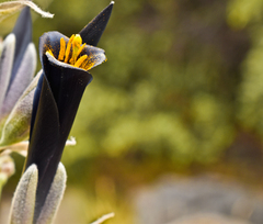 Puya coerulea