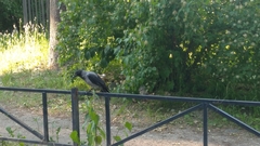 Corvus cornix
