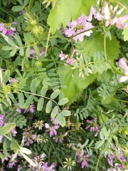 Securigera varia