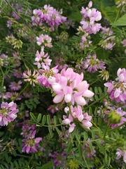 Securigera varia