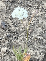 Perideridia parishii