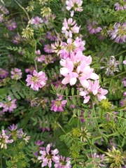 Securigera varia