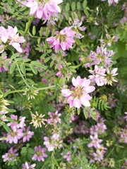Securigera varia