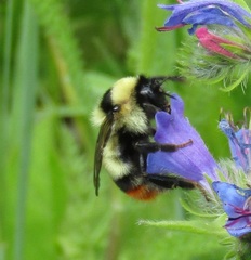 Bombus cullumanus