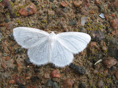 Lomographa vestaliata