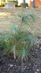 Pinus maximartinezii