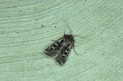 Euxoa divergens