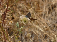 Lomelosia stellata