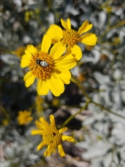 Pterocheilus