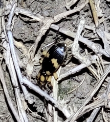 Pheropsophus javanus