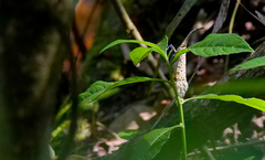 Pyrops oculatus