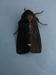 Melanchra assimilis