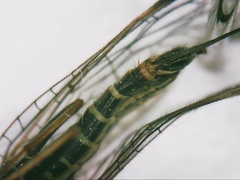 Raphidia mysia