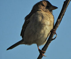 Passer domesticus
