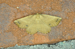 Euchlaena johnsonaria