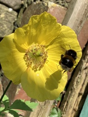 Bombus