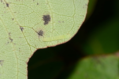 Hypsoropha hormos