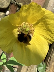 Bombus