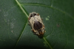 Trichodesma gibbosa