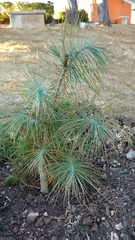 Pinus maximartinezii