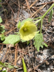 Physalis arenicola