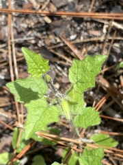 Physalis arenicola
