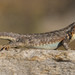 Southern Sagebrush Lizard - Photo (c) Matthew Ferretti, some rights reserved (CC BY-NC), uploaded by Matthew Ferretti