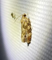 Phaecasiophora confixana