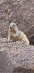 Otospermophilus